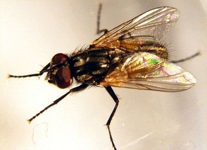 Houseflies doden (zonder chemicaliën te gebruiken)
