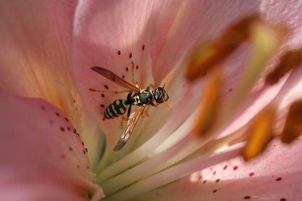 Des plantes qui repoussent les abeilles et les guêpes