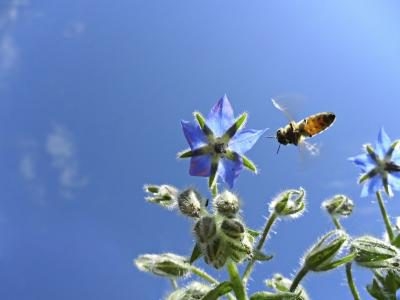 Tumbuhan Yang Mengusir Lebah & Tawon