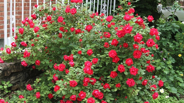 Wie man wilde Rosenbüsche umpflanzt