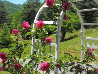 Kaip persodinti laukinių rožių krūmus