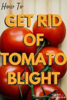 Hjemmelavet fungicid til tomater