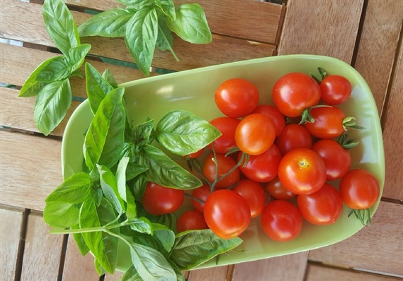 Fungicida caseiro para tomate