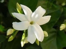 Kuinka saada Jasmine kasvi kukkii