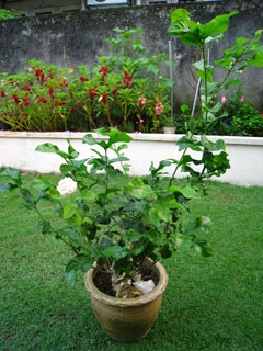 Een jasmijnplant laten bloeien