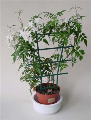 Hvordan få et jasminplante til å blomstre
