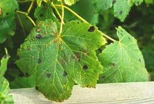 Maladies communes à la menthe