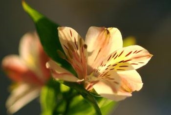 Como cuidar de flores de lírio em vasos