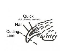 Hoe een Dremel te gebruiken om nagels te knippen