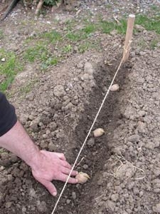 Comment transplanter des plants de pomme de terre