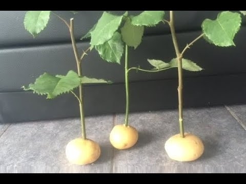 Aardappelplanten transplanteren