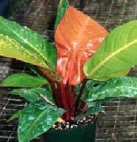 Wie für Philodendron Prince of Orange Pflege