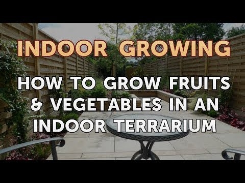 Groenten en fruit kweken in een binnenterrarium