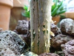Wie man den Stamm auf einer Jadepflanze verdickt