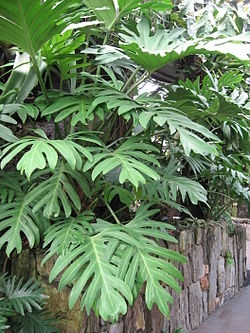 Comment Propager Philodendron Selloum