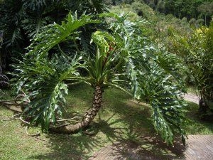 Hogyan terjeszthetjük a Philodendron Selloumot