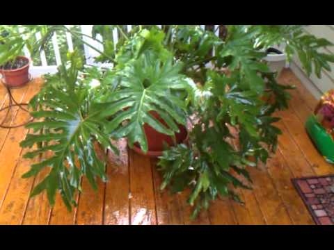 Hvordan forplante Philodendron Selloum