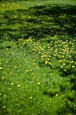 Weeds ve Crabgrass ile Taşması Bir Çim Nasıl Onarılır