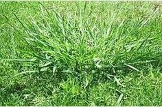 Làm thế nào để sửa chữa một bãi cỏ tràn ngập cỏ dại và cỏ