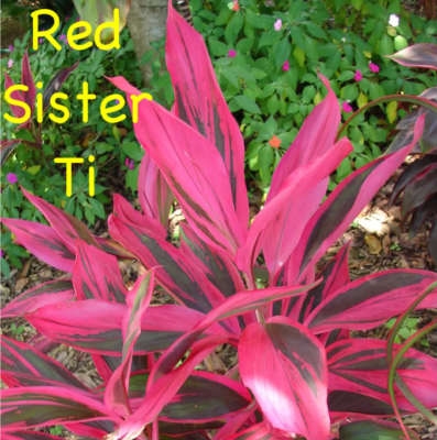 كيف لرعاية هاواي تي الأحمر شقيقة النبات