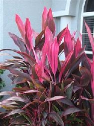 Cómo cuidar una planta hermana roja hawaiana de Ti