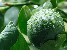 Sådan beskæres et Kaffir Lime Tree
