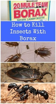 Jak zabít hmyz Boraxem