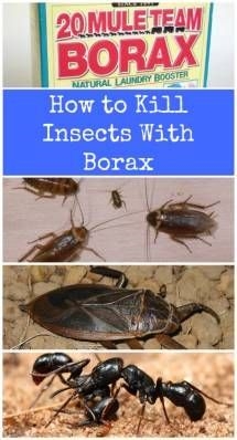 Как убить насекомых с помощью буры