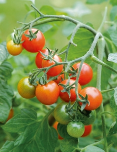 Как да отглеждаме домати в саксии