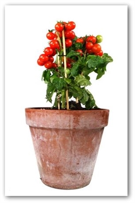 Kuinka kasvattaa tomaatteja ruukuissa