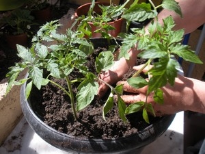 Comment faire pousser des tomates dans des pots