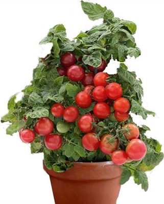 Come coltivare i pomodori in vaso