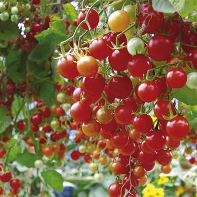 Kaip auginti pomidorus vazonuose
