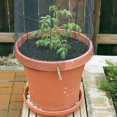 Kā audzēt tomātus podos