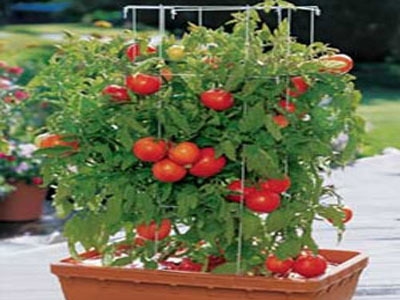 Como cultivar tomates em vasos