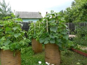 Как вырастить помидоры в горшках