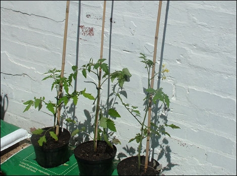 Cách trồng cà chua trong chậu