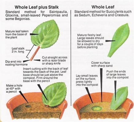 Cum să rădăcinați o tăiere a unei plante de gheață