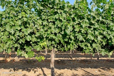 Kuinka kasvattaa viinirypälepuita