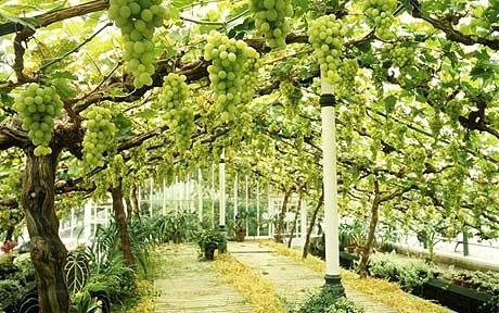 Kaip auginti vynuogių medžius