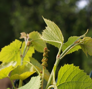 Hvordan dyrke vinranker
