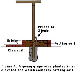 Как вырастить виноградные деревья
