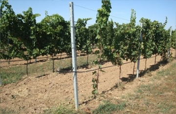Як вирощувати виноградні дерева