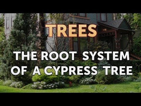 Kan Cypress Tree Roots leiden tot problemen met de stichting?
