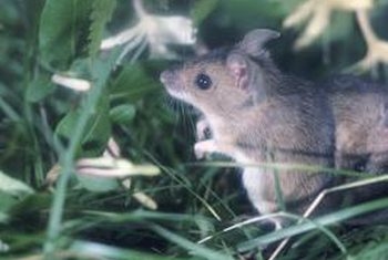 Jaké rostliny zabíjejí myši?