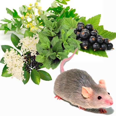 Какие растения убивают мышей?