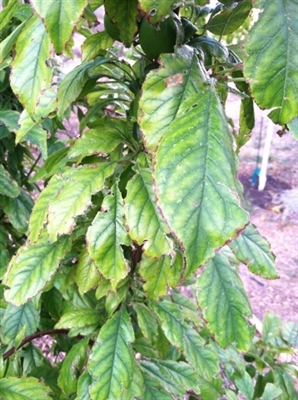 Пожълтяване на листата на младо сливово дърво