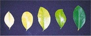Gelbe Blätter auf einem jungen Pflaumenbaum