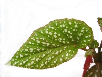 Mi okozza a Begonia levelek sárgáját?