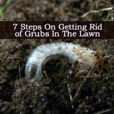 Cómo deshacerse de los gusanos grub en tu casa